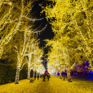 christmas-at-bute-park-light-trail